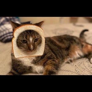 Meet your Posher, Amelia